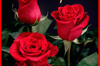 Три красные розы.