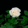 Роза белого цвета. Где найти гифки с распускающимися цветами.