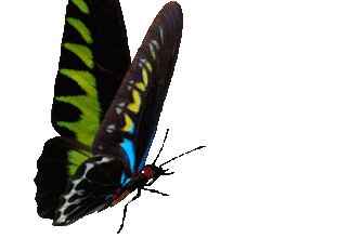 Красивые бабочки. Яркие гифки бабочек на прозрачном фоне.