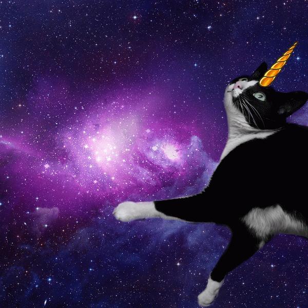 Маска песня танцы кот. Космические коты. Кошка Единорог. Звездный кот. Звездная кошка.