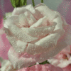 Красивая белая роза. Как порадовать друзей белыми розами.