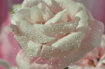 Красивая белая роза. Как порадовать друзей белыми розами.