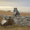 Две лошадки на поле. Гифки с пони.
