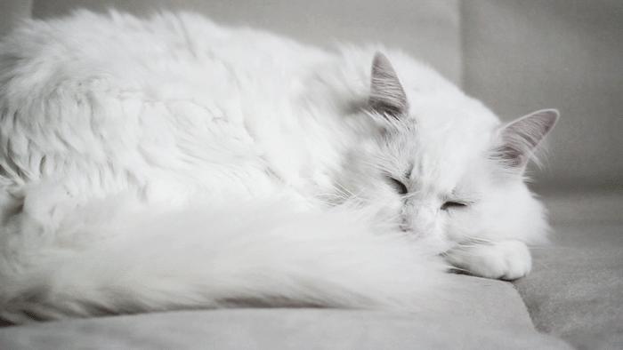 Везде все бело бело. Кошка белая. Белый котик. Белый и пушистый. Пушистая кошечка.