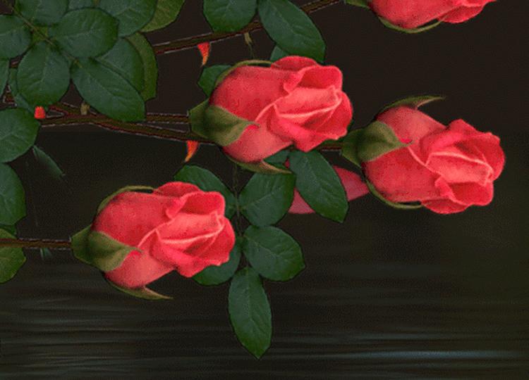 Красивая гиф видео. Розы для тебя. Анимированные цветы для тебя. Открытки розы для тебя.